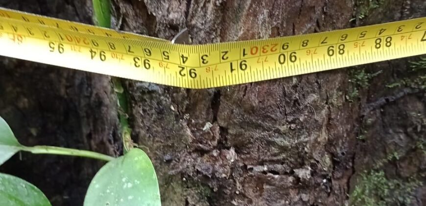 Fazenda de Pinus e Araucária à Venda 7.322 Alqueires Paulistas na Divisa com Paraná | SP