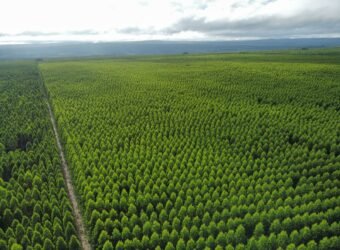 Fazenda de Pinus e Araucária à Venda 7.322 Alqueires Paulistas na Divisa com Paraná | SP
