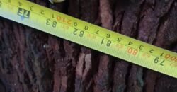 Fazenda de Pinus e Araucária à Venda 7.322 Alqueires Paulistas na Divisa com Paraná | SP