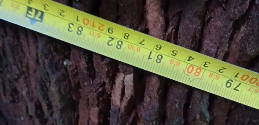 Fazenda de Pinus e Araucária à Venda 7.322 Alqueires Paulistas na Divisa com Paraná | SP