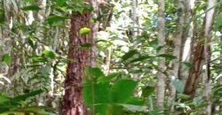 Fazenda de Pinus e Araucária à Venda 7.322 Alqueires Paulistas na Divisa com Paraná | SP