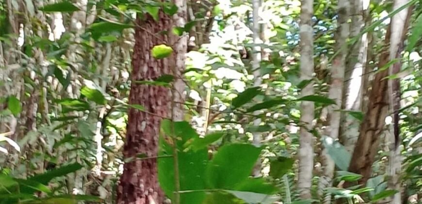 Fazenda de Pinus e Araucária à Venda 7.322 Alqueires Paulistas na Divisa com Paraná | SP