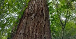 Fazenda de Pinus e Araucária à Venda 7.322 Alqueires Paulistas na Divisa com Paraná | SP