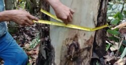 Fazenda de Pinus e Araucária à Venda 7.322 Alqueires Paulistas na Divisa com Paraná | SP