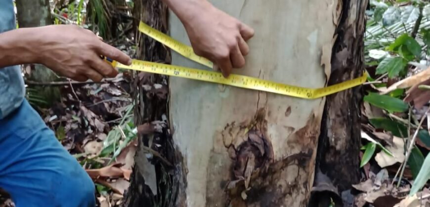 Fazenda de Pinus e Araucária à Venda 7.322 Alqueires Paulistas na Divisa com Paraná | SP