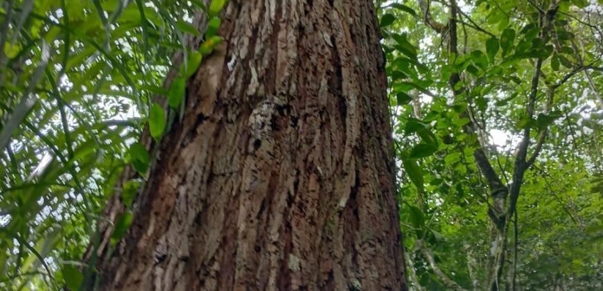 Fazenda de Pinus e Araucária à Venda 7.322 Alqueires Paulistas na Divisa com Paraná | SP