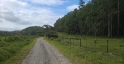 Fazenda de Pinus e Araucária à Venda 7.322 Alqueires Paulistas na Divisa com Paraná | SP