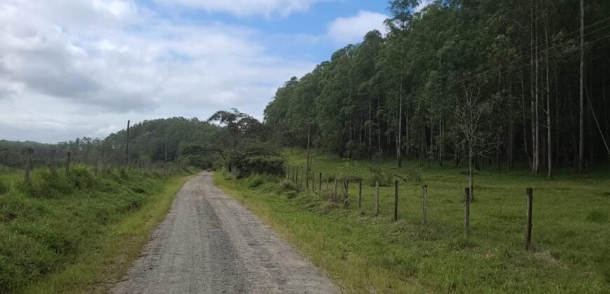 Fazenda de Pinus e Araucária à Venda 7.322 Alqueires Paulistas na Divisa com Paraná | SP