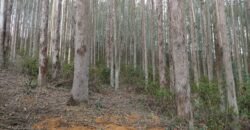 Fazenda de Pinus e Araucária à Venda 7.322 Alqueires Paulistas na Divisa com Paraná | SP