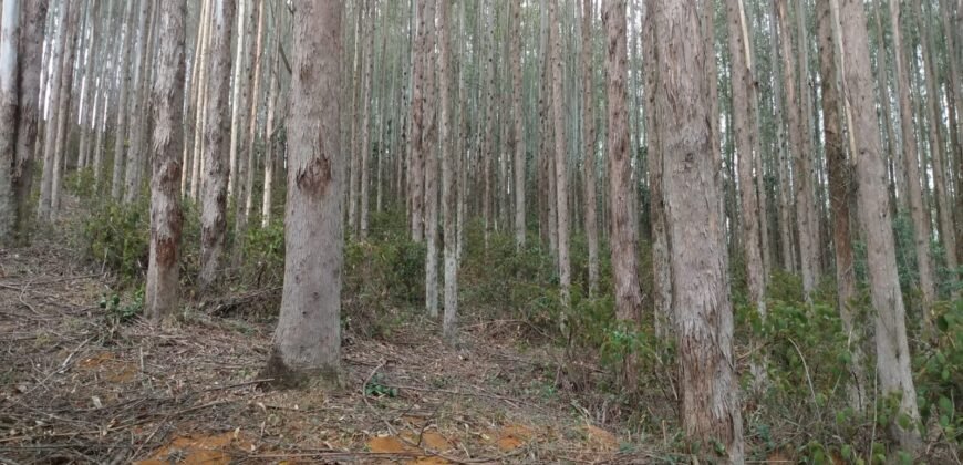 Fazenda de Pinus e Araucária à Venda 7.322 Alqueires Paulistas na Divisa com Paraná | SP