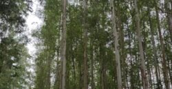 Fazenda de Pinus e Araucária à Venda 7.322 Alqueires Paulistas na Divisa com Paraná | SP