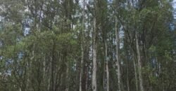 Fazenda de Pinus e Araucária à Venda 7.322 Alqueires Paulistas na Divisa com Paraná | SP