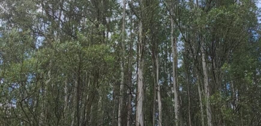 Fazenda de Pinus e Araucária à Venda 7.322 Alqueires Paulistas na Divisa com Paraná | SP