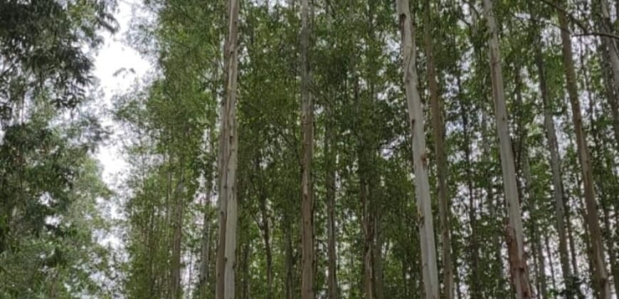 Fazenda de Pinus e Araucária à Venda 7.322 Alqueires Paulistas na Divisa com Paraná | SP