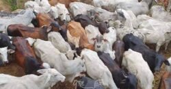 Fazenda à Venda 181,5 Hectares para Pecuária Infraestrutura Completa | Santa Rita/ MG