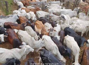 Fazenda à Venda 181,5 Hectares para Pecuária Infraestrutura Completa | Santa Rita/ MG