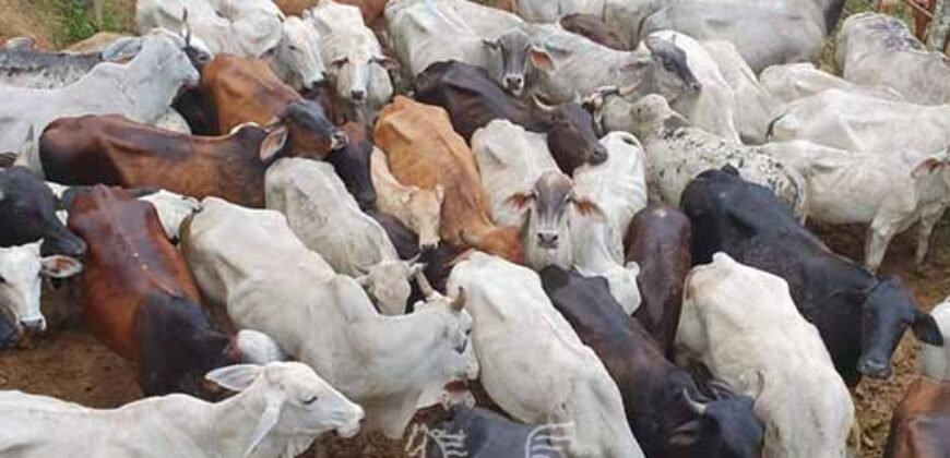 Fazenda à Venda 181,5 Hectares para Pecuária Infraestrutura Completa | Santa Rita/ MG