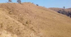 Fazenda à Venda 181,5 Hectares para Pecuária Infraestrutura Completa | Santa Rita/ MG