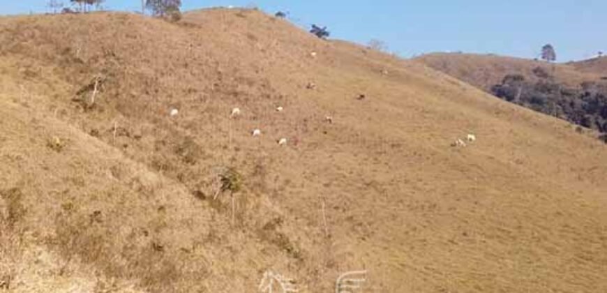 Fazenda à Venda 181,5 Hectares para Pecuária Infraestrutura Completa | Santa Rita/ MG