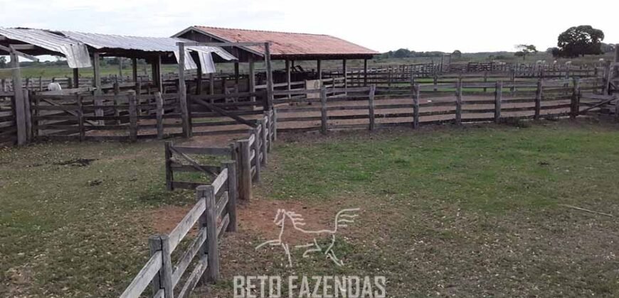 Fazenda à Venda 88.000 hectares Oportunidade na Pecuária no Pantanal | Cuiabá/ MT Fazenda à Venda 88.000 hectares Oportunidade na Pecuária no Pantanal | Cuiabá/ MT