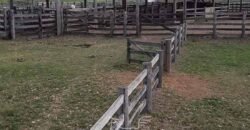 Fazenda à Venda 88.000 hectares Oportunidade na Pecuária no Pantanal | Cuiabá/ MT Fazenda à Venda 88.000 hectares Oportunidade na Pecuária no Pantanal | Cuiabá/ MT