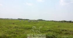 Fazenda à Venda 88.000 hectares Oportunidade na Pecuária no Pantanal | Cuiabá/ MT Fazenda à Venda 88.000 hectares Oportunidade na Pecuária no Pantanal | Cuiabá/ MT