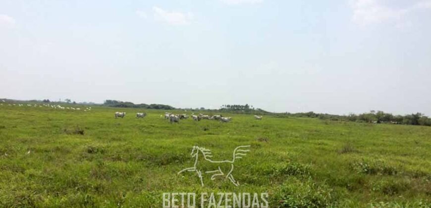 Fazenda à Venda 88.000 hectares Oportunidade na Pecuária no Pantanal | Cuiabá/ MT Fazenda à Venda 88.000 hectares Oportunidade na Pecuária no Pantanal | Cuiabá/ MT