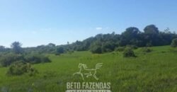 Fazenda à Venda 88.000 hectares Oportunidade na Pecuária no Pantanal | Cuiabá/ MT Fazenda à Venda 88.000 hectares Oportunidade na Pecuária no Pantanal | Cuiabá/ MT