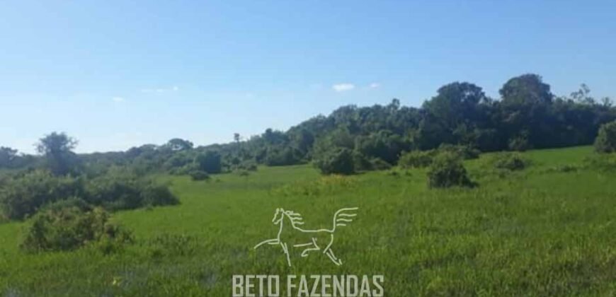 Fazenda à Venda 88.000 hectares Oportunidade na Pecuária no Pantanal | Cuiabá/ MT Fazenda à Venda 88.000 hectares Oportunidade na Pecuária no Pantanal | Cuiabá/ MT
