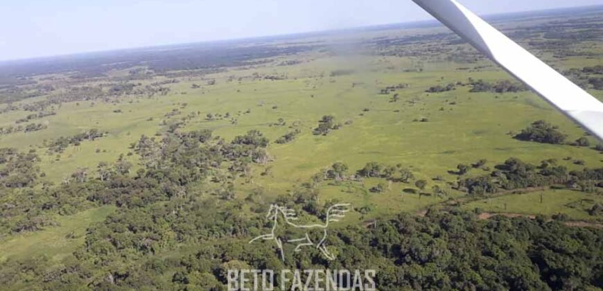 Fazenda à Venda 88.000 hectares Oportunidade na Pecuária no Pantanal | Cuiabá/ MT Fazenda à Venda 88.000 hectares Oportunidade na Pecuária no Pantanal | Cuiabá/ MT