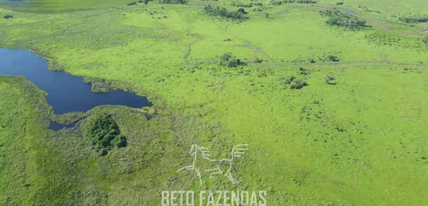 Fazenda à Venda 88.000 hectares Oportunidade na Pecuária no Pantanal | Cuiabá/ MT Fazenda à Venda 88.000 hectares Oportunidade na Pecuária no Pantanal | Cuiabá/ MT