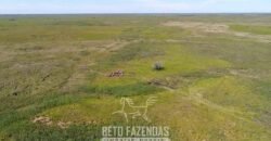 Fazenda à Venda 88.000 hectares Oportunidade na Pecuária no Pantanal | Cuiabá/ MT Fazenda à Venda 88.000 hectares Oportunidade na Pecuária no Pantanal | Cuiabá/ MT