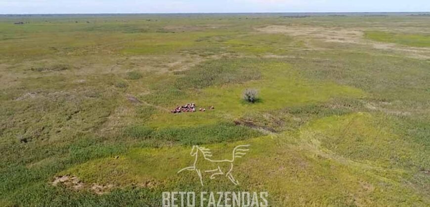 Fazenda à Venda 88.000 hectares Oportunidade na Pecuária no Pantanal | Cuiabá/ MT Fazenda à Venda 88.000 hectares Oportunidade na Pecuária no Pantanal | Cuiabá/ MT