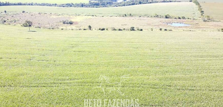 Fazensa à Venda 1.669 Hectares Dupla Aptidão Cana e Grãos | Taquarituba/ SP