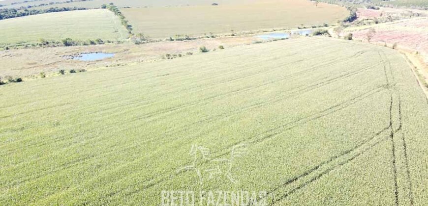 Fazensa à Venda 1.669 Hectares Dupla Aptidão Cana e Grãos | Taquarituba/ SP
