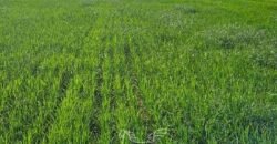 Fazenda à Venda 30.000 hectares Estrutura Completa para Lavoura Soja e Milho | Balsas/ MA