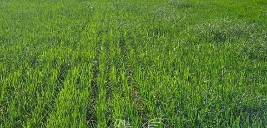Fazenda à Venda 30.000 hectares Estrutura Completa para Lavoura Soja e Milho | Balsas/ MA