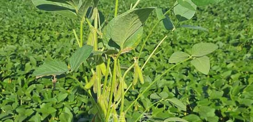 Fazenda à Venda 30.000 hectares Estrutura Completa para Lavoura Soja e Milho | Balsas/ MA