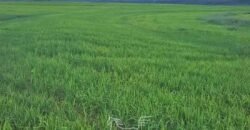 Fazenda à Venda 30.000 hectares Estrutura Completa para Lavoura Soja e Milho | Balsas/ MA