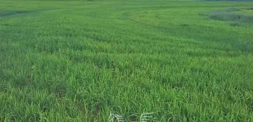 Fazenda à Venda 30.000 hectares Estrutura Completa para Lavoura Soja e Milho | Balsas/ MA