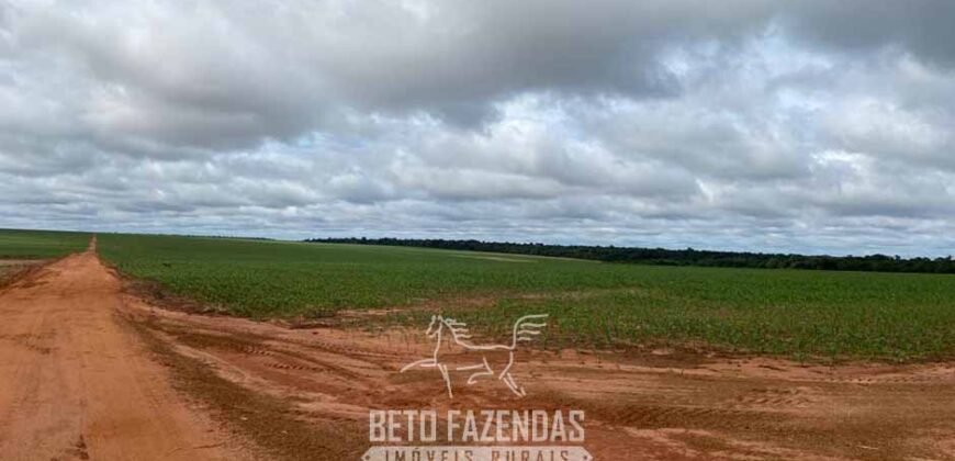 Fazenda de Milho e Grão à Venda 13.530 hectares Estrutura Completa | Sinop/MT