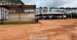 Fazenda de Milho e Grão à Venda 13.530 hectares Estrutura Completa | Sinop/MT