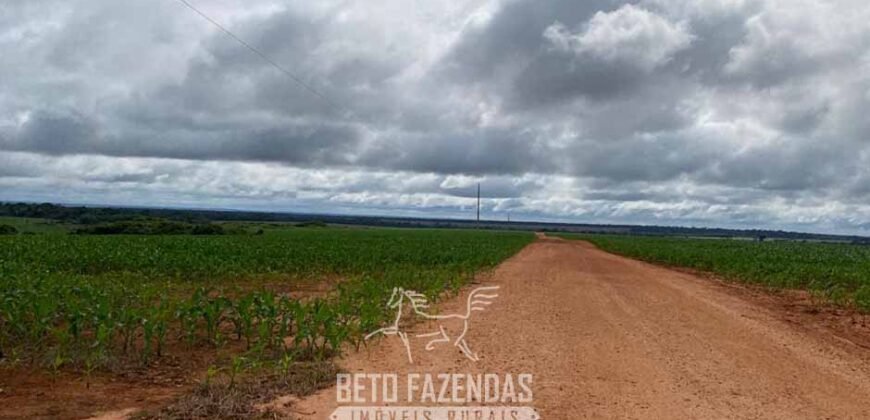 Fazenda de Milho e Grão à Venda 13.530 hectares Estrutura Completa | Sinop/MT