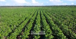 Fazenda de Milho e Grão à Venda 13.530 hectares Estrutura Completa | Sinop/MT