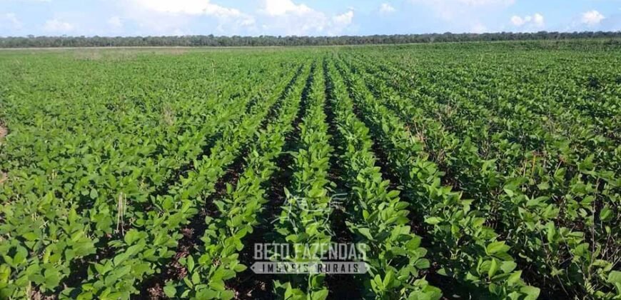 Fazenda de Milho e Grão à Venda 13.530 hectares Estrutura Completa | Sinop/MT
