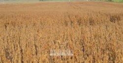 Fazenda de Milho e Grão à Venda 13.530 hectares Estrutura Completa | Sinop/MT