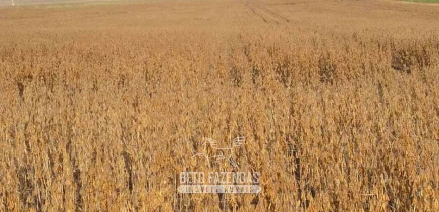 Fazenda de Milho e Grão à Venda 13.530 hectares Estrutura Completa | Sinop/MT
