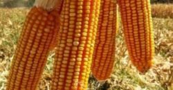 Fazenda de Milho e Grão à Venda 13.530 hectares Estrutura Completa | Sinop/MT