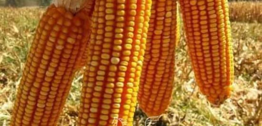 Fazenda de Milho e Grão à Venda 13.530 hectares Estrutura Completa | Sinop/MT