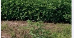 Fazenda de Milho e Grão à Venda 13.530 hectares Estrutura Completa | Sinop/MT